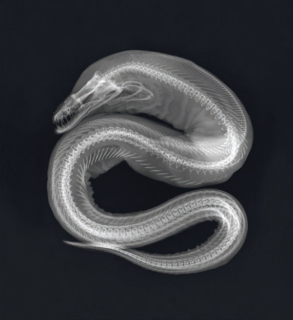 A viper moray image from X-Ray Vision: Fish Inside Out at the Frost Museum of Science PHOTO COURTESY OF VENUES & EVENTS